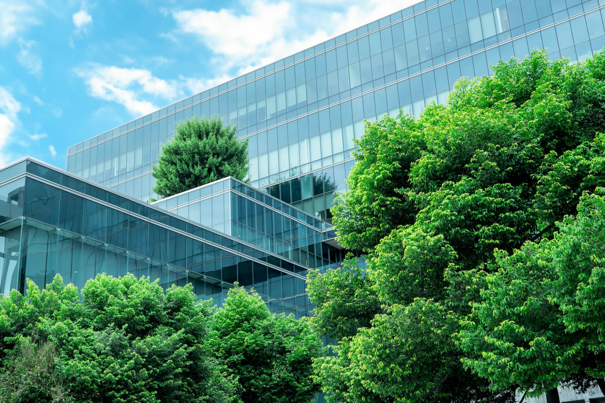 Modern Glass Building Framed By Trees