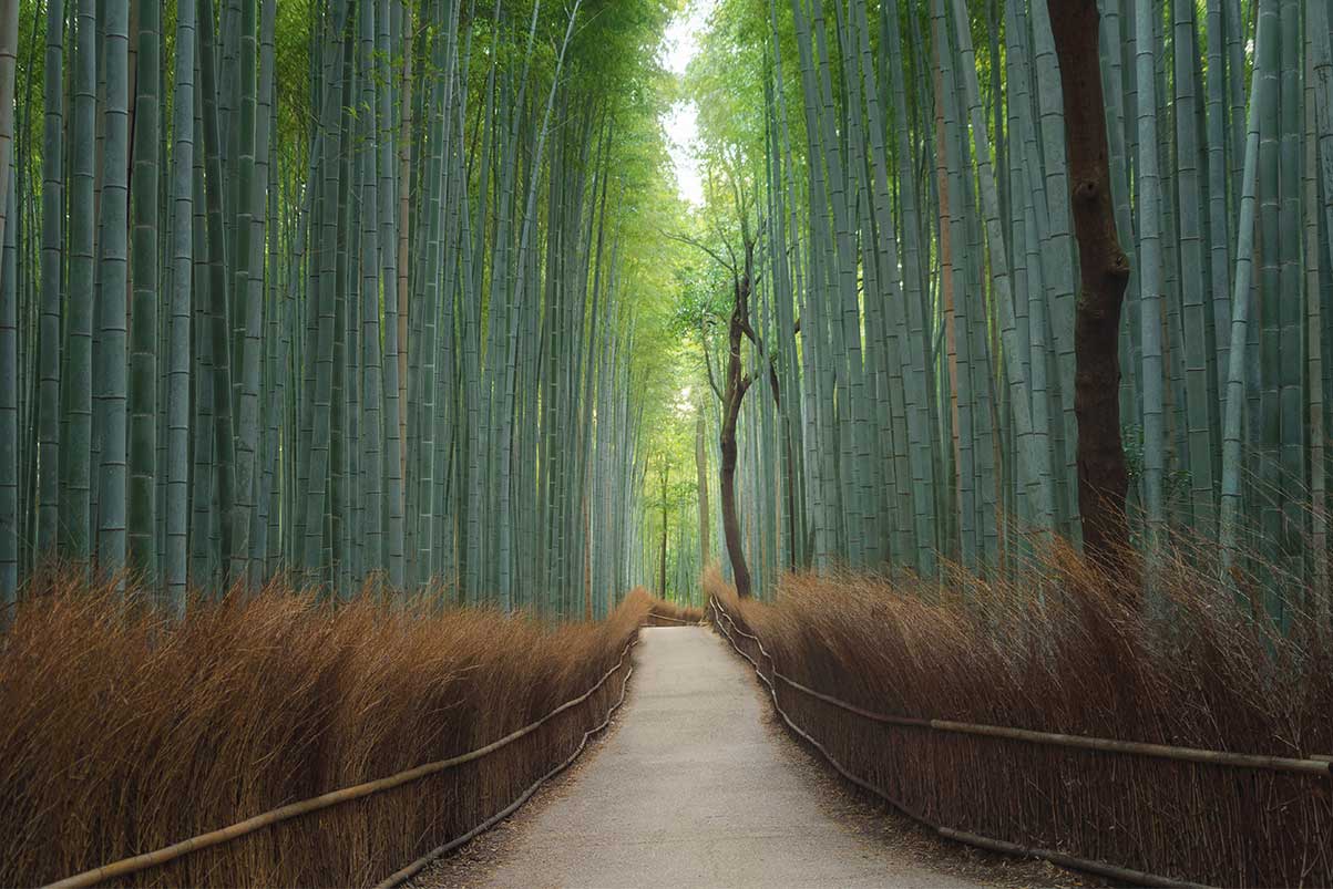 Pathway At Japanese Bamboo Forest Japan RS84983