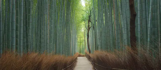 Pathway At Japanese Bamboo Forest Japan RS84983