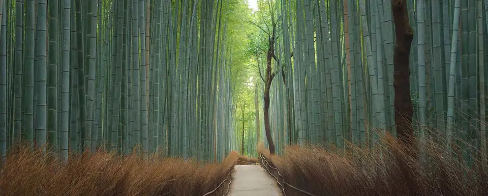 Pathway At Japanese Bamboo Forest Japan RS84983
