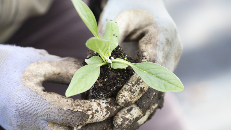 Young Tobacco Plant